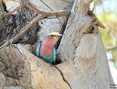 Lilac-breasted Roller