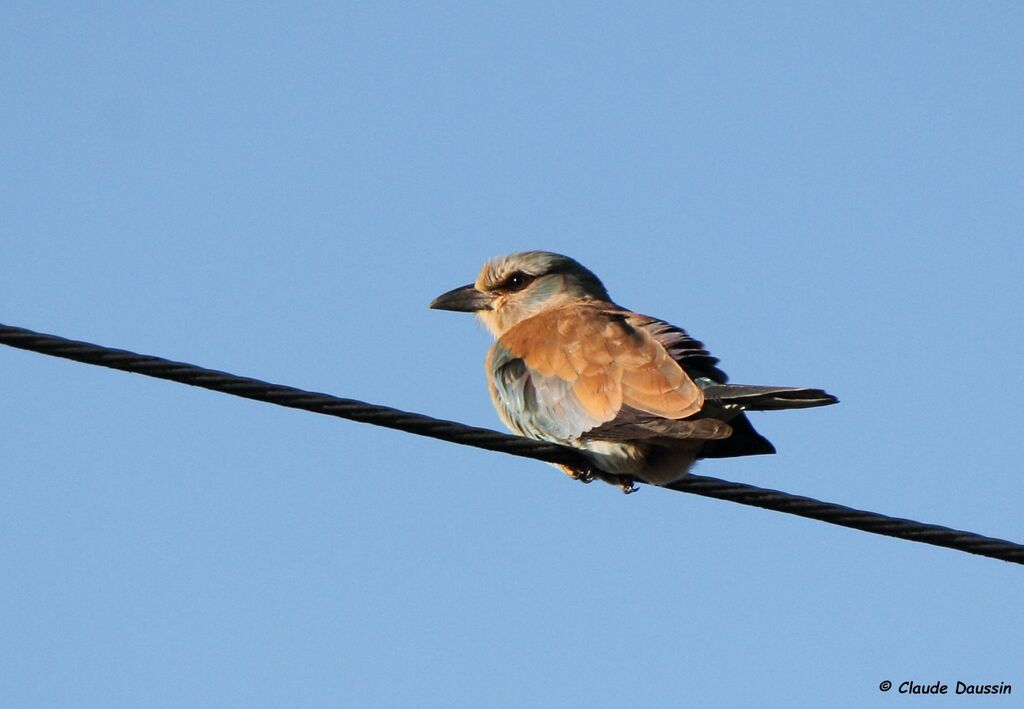 European Roller