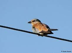 European Roller