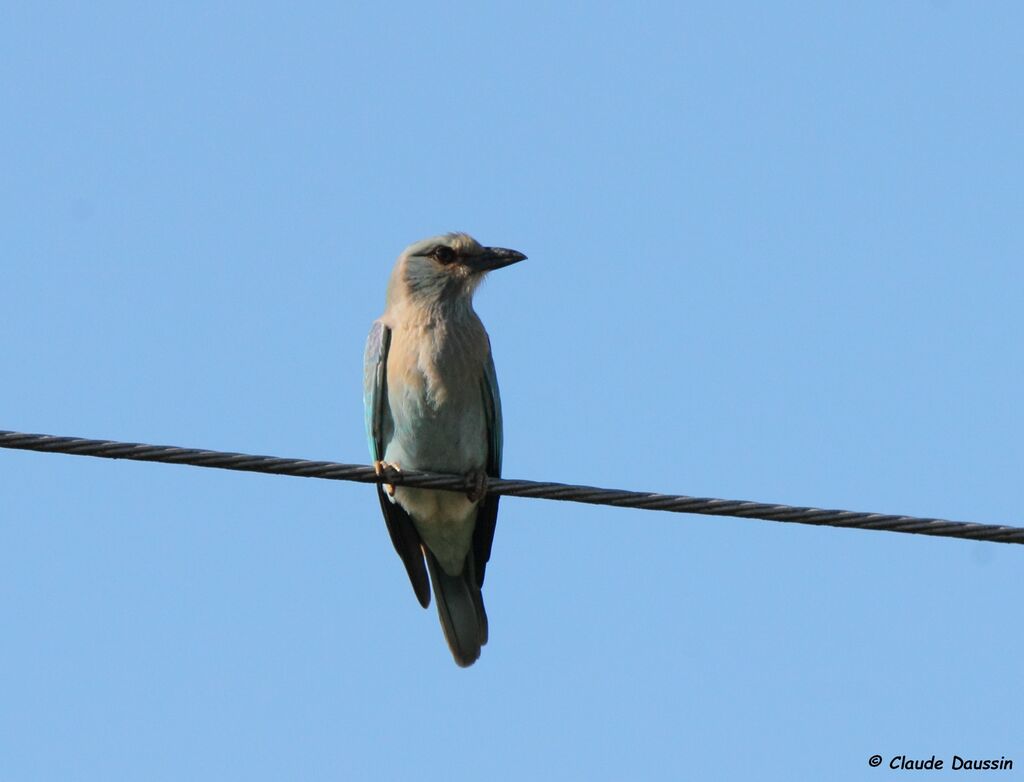 European Roller