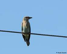 European Roller