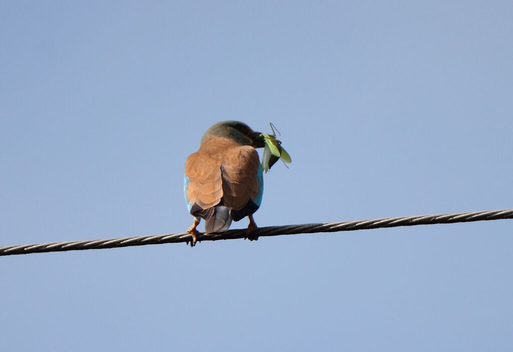 European Roller