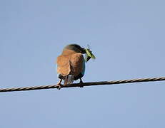 European Roller