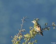 European Roller