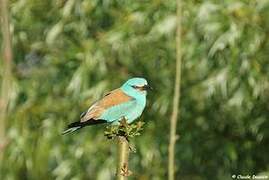 European Roller