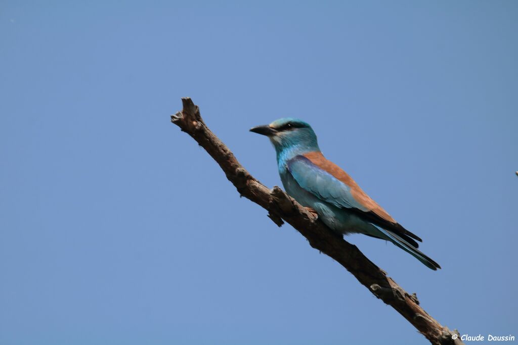 European Roller