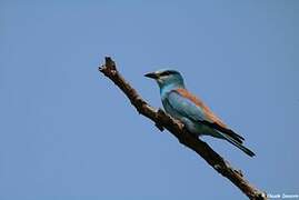 European Roller