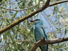 European Roller