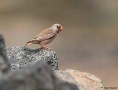 Trumpeter Finch