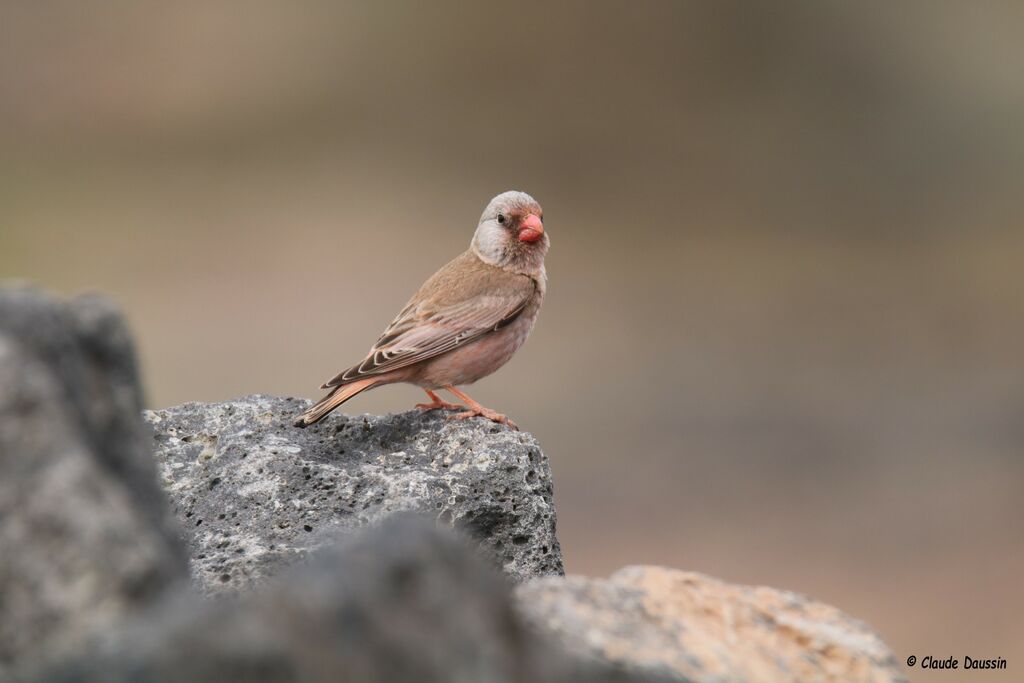 Trumpeter Finch