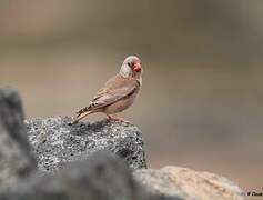 Trumpeter Finch