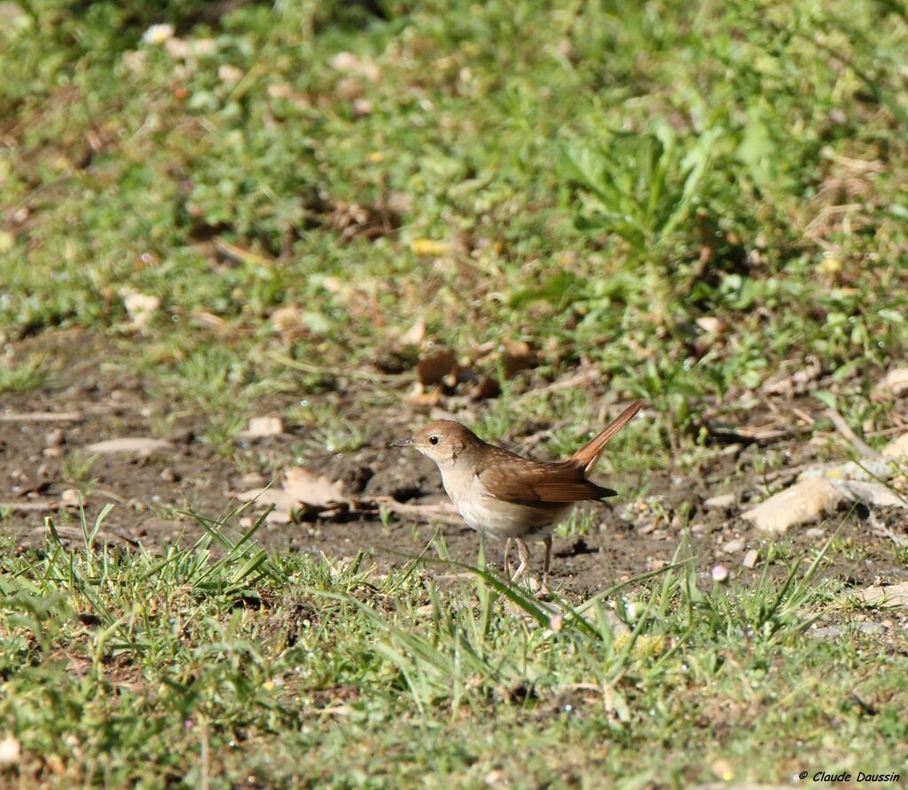 Common Nightingale