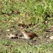 Common Nightingale