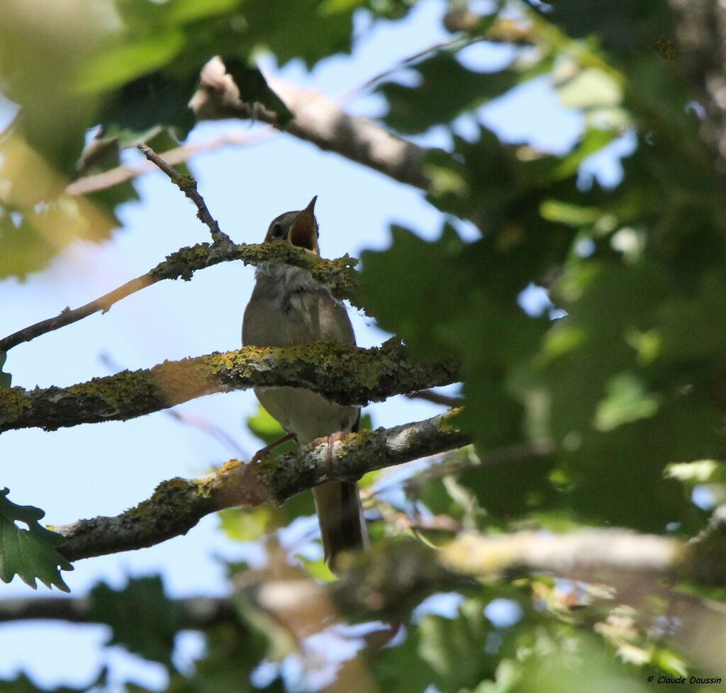 Common Nightingale