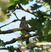 Common Nightingale