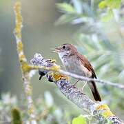 Common Nightingale