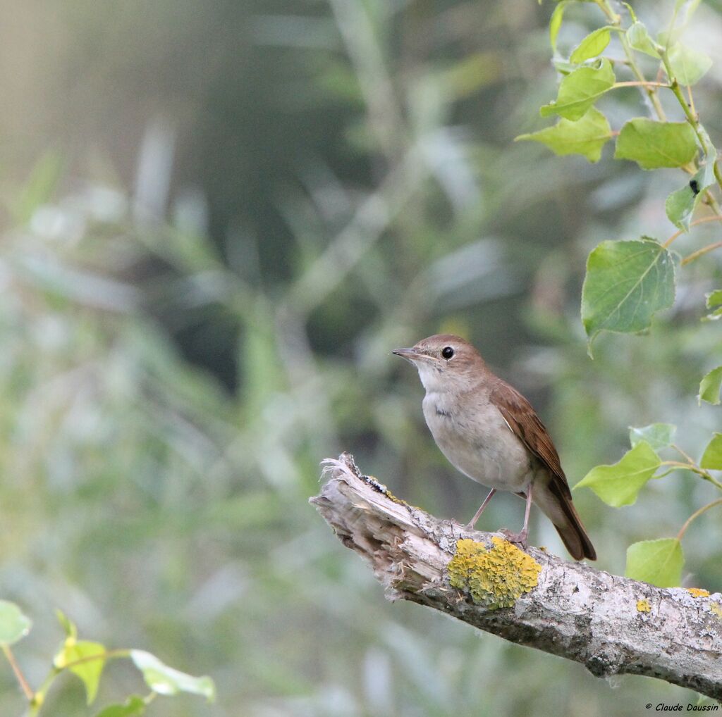 Common Nightingale