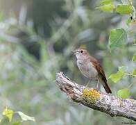 Common Nightingale