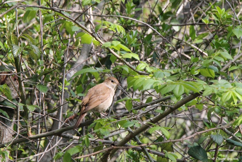 Common Nightingale