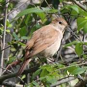 Common Nightingale