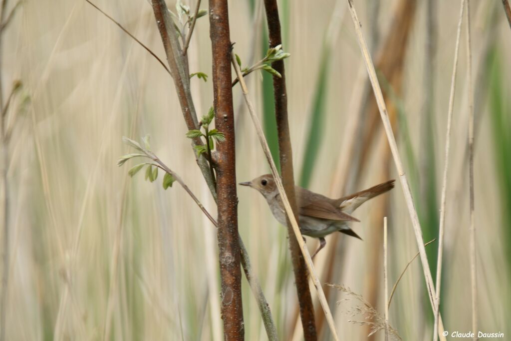 Thrush Nightingale