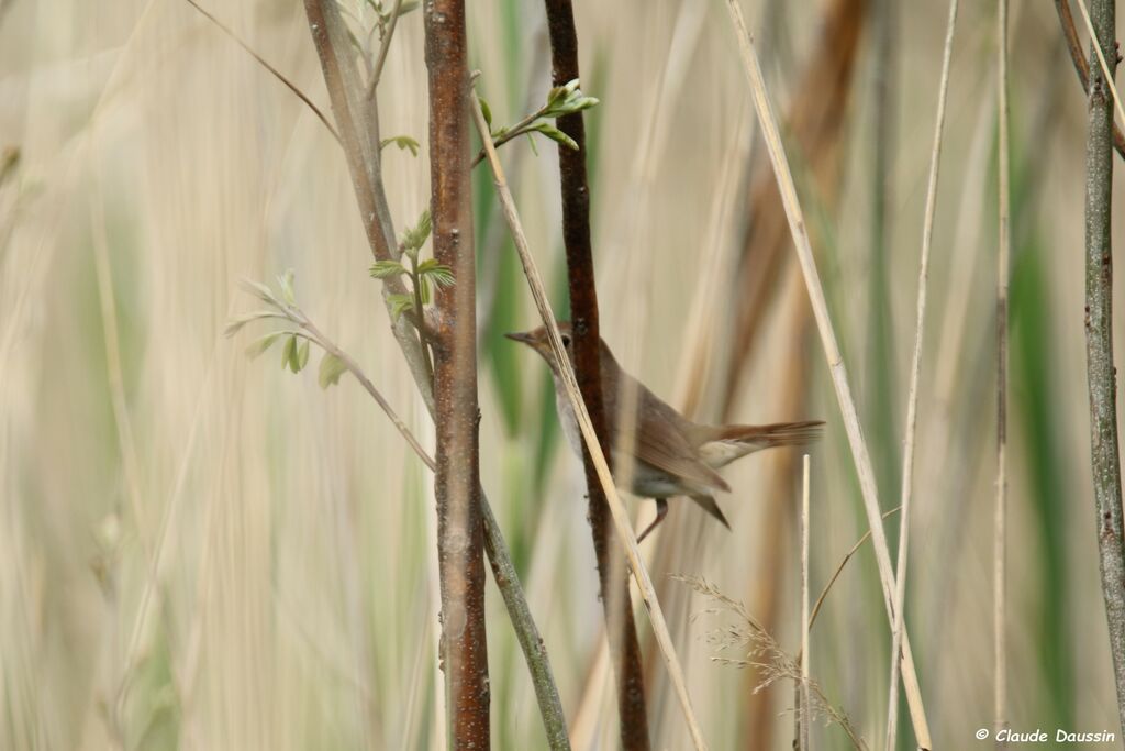 Thrush Nightingale