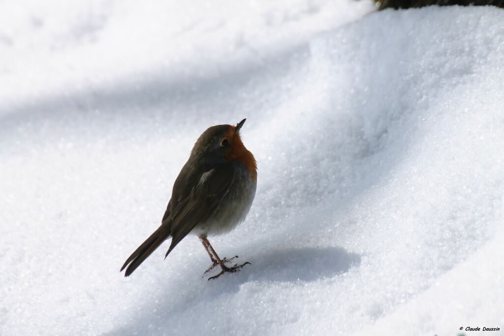 European Robin