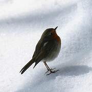 European Robin