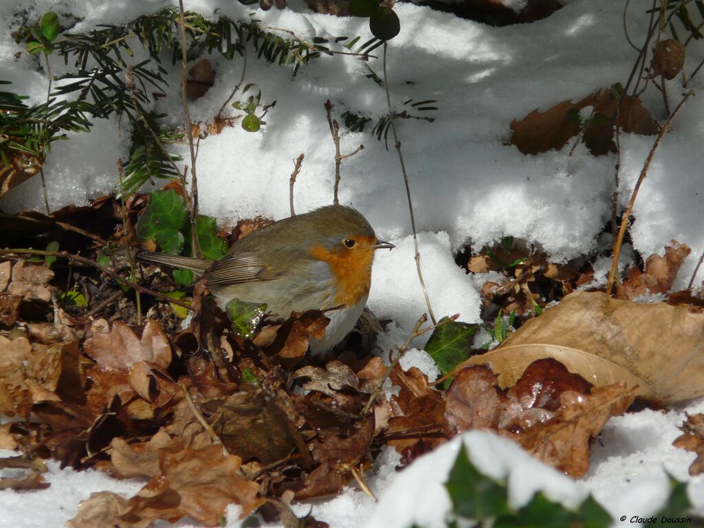 European Robin