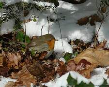 European Robin