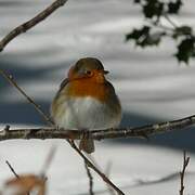 European Robin