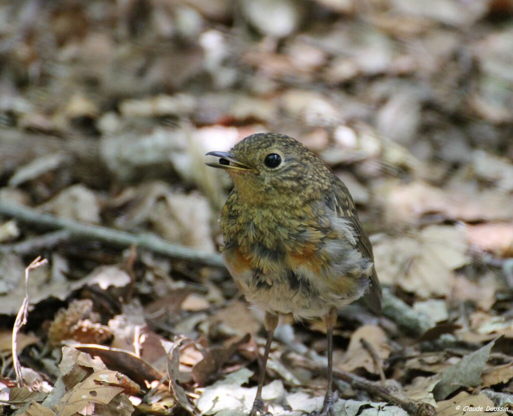 European Robin