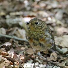 Rougegorge familier