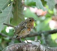 European Robin