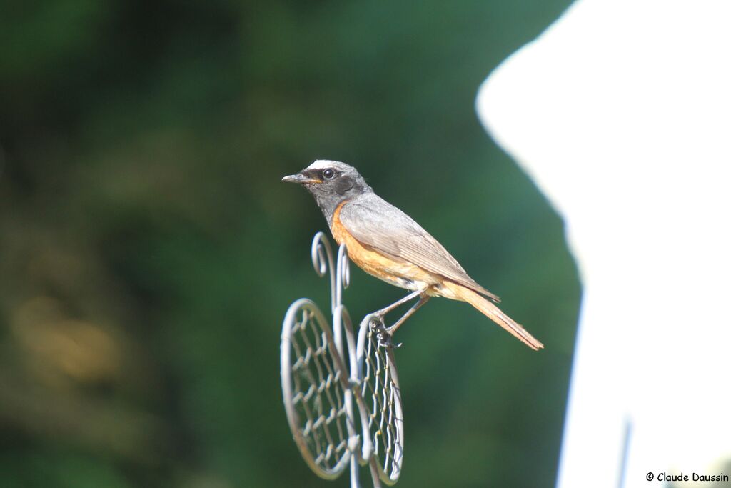 Common Redstart