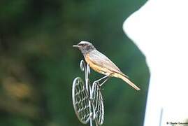 Common Redstart