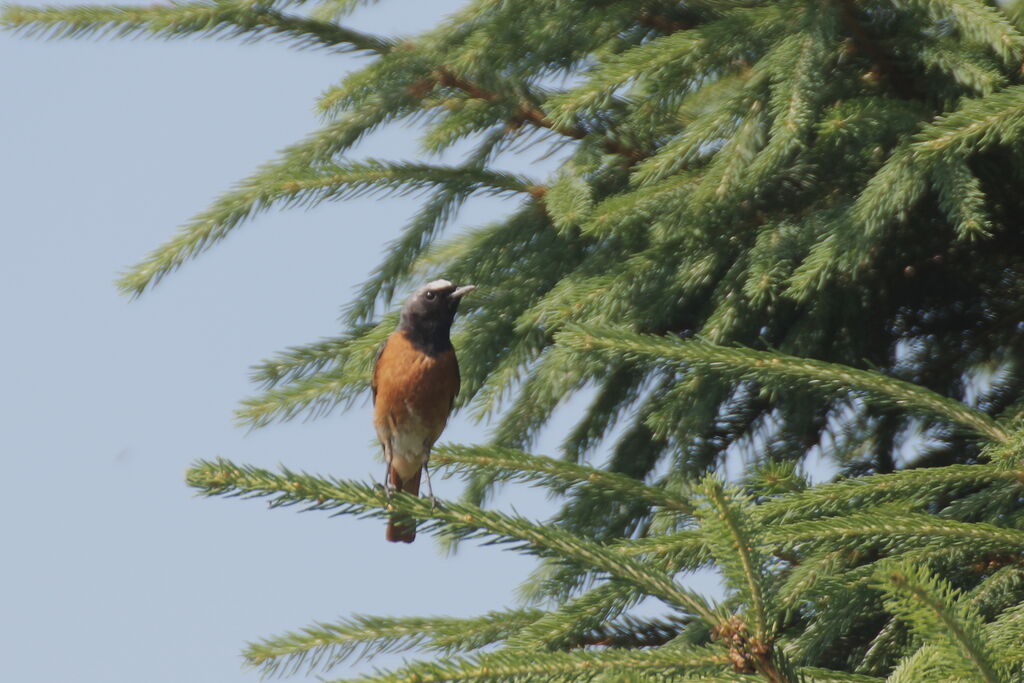 Common Redstart