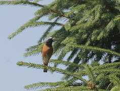 Common Redstart