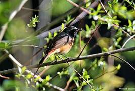 Common Redstart