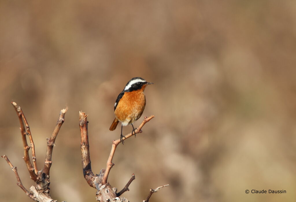 Moussier's Redstart male Second year