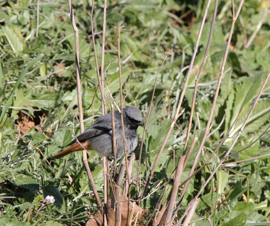 Black Redstart