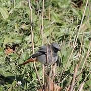 Black Redstart