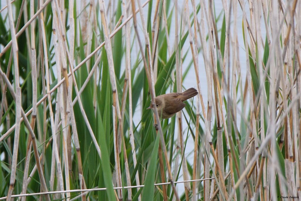 Common Reed Warbler