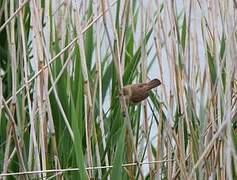 Eurasian Reed Warbler