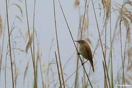 Eurasian Reed Warbler