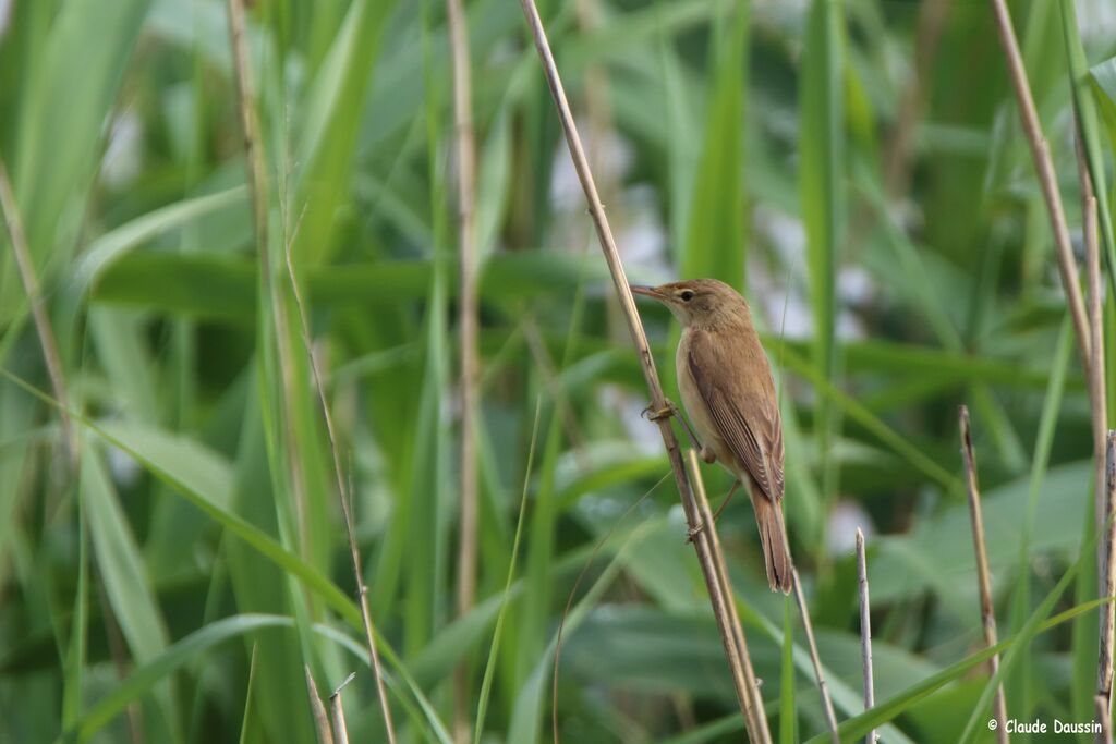 Eurasian Reed Warbler