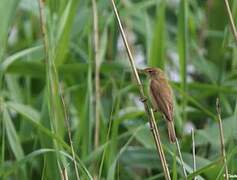 Common Reed Warbler