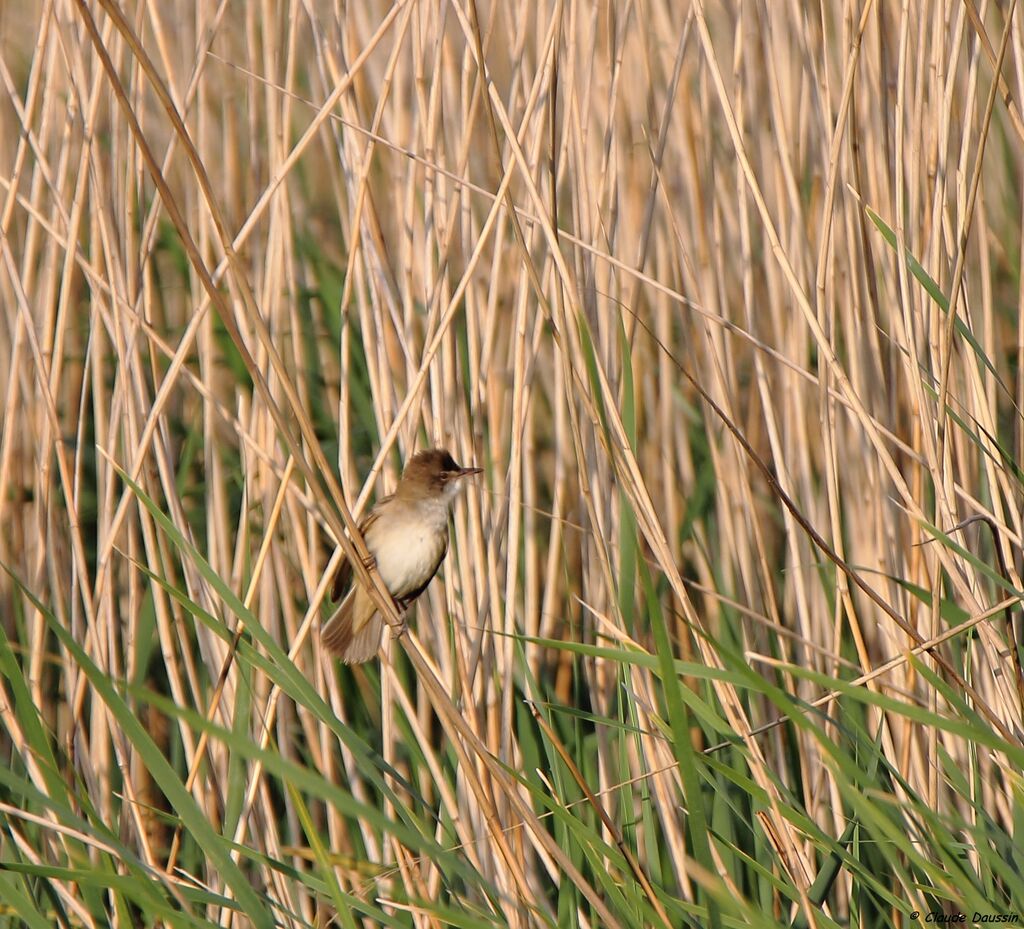 Great Reed Warbler