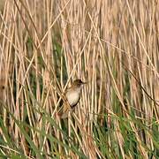 Great Reed Warbler