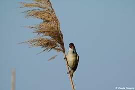 Great Reed Warbler